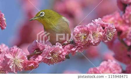 一隻繡眼鳥來到盛開的紅梅花叢中（春天的圖片）（溫馨的圖片） 115948471