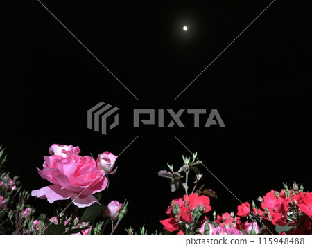 rose flower night rose pink rose 115948488