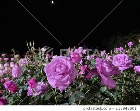 玫瑰花 夜玫瑰 粉紅玫瑰 115948601