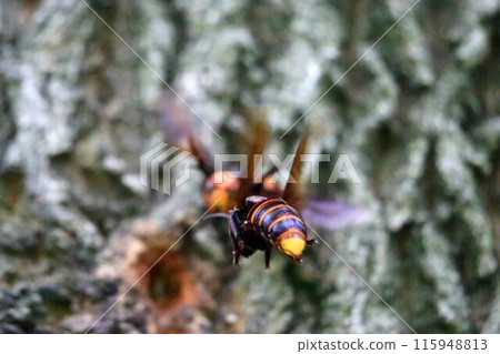 Asian giant hornets compete for sap Asian giant hornets compete for sap 115948813