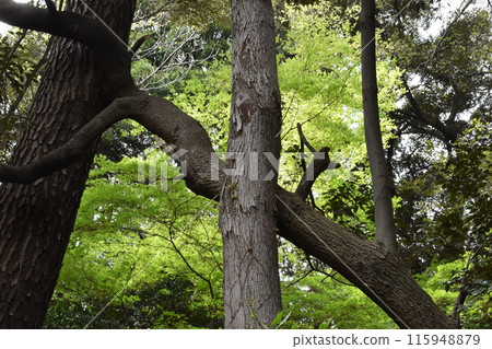 東京目黑區國立自然教育公園 東京目黑區國立自然教育公園 115948879