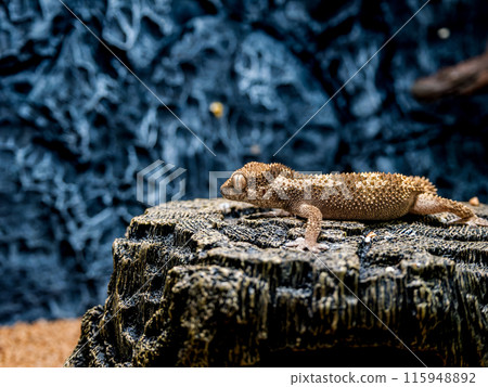 Lugossaft 壁虎的宏 115948892