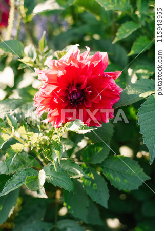 Scarlet dahlia flower in the garden 115948955