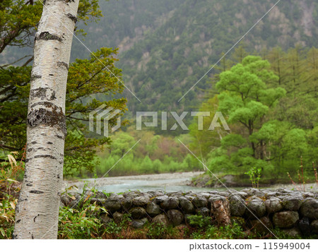Chosenia tree and mountain scenery in Kamikochi National Park on a rainy day in early summer 115949004