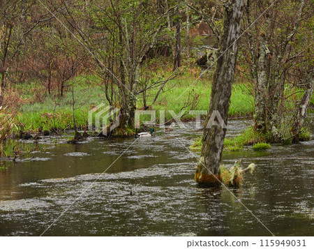 Scenery of the marshland in Kamikochi National Park on a rainy day in early summer Scenery of the marshland in Kamikochi National Park on a rainy day in early summer 115949031