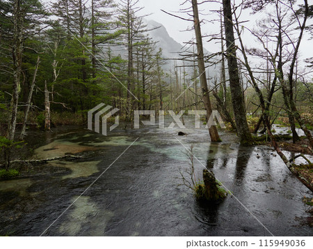 初夏雨天上高地國立公園的濕地風光 115949036