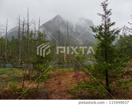 初夏雨天上高地國立公園的濕地風光 115949037