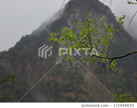 Scenery of the wetland forest in Kamikochi National Park on a rainy day in early summer Scenery of the wetland forest in Kamikochi National Park on a rainy day in early summer 115949038
