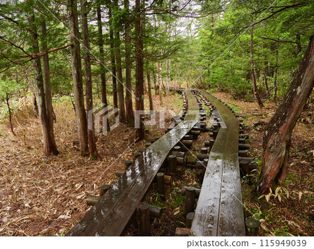 Scenery of the Dakezawa Wetland in Kamikochi National Park on a rainy day in early summer 115949039