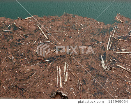 水面上有大量浮木和垃圾 115949064