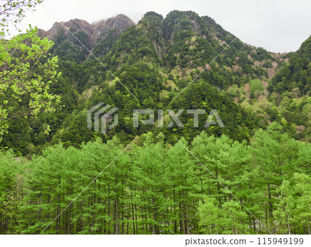 Fresh green scenery of the forest in Kamikochi National Park on a rainy day in early summer Fresh green scenery of the forest in Kamikochi National Park on a rainy day in early summer 115949199