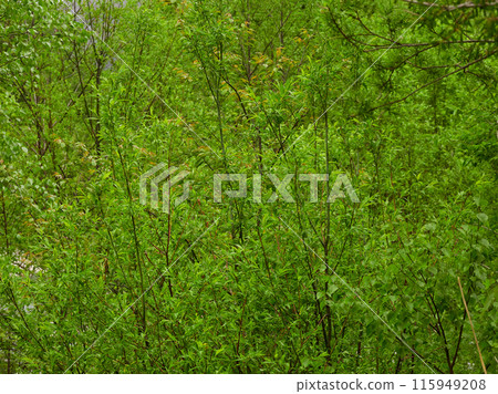 Fresh green scenery of the forest in Kamikochi National Park on a rainy day in early summer Fresh green scenery of the forest in Kamikochi National Park on a rainy day in early summer 115949208