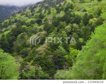 Fresh green scenery of the forest in Kamikochi National Park on a rainy day in early summer Fresh green scenery of the forest in Kamikochi National Park on a rainy day in early summer 115949220