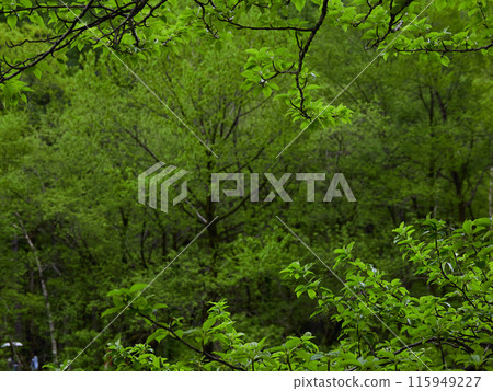 Fresh green scenery of the forest in Kamikochi National Park on a rainy day in early summer Fresh green scenery of the forest in Kamikochi National Park on a rainy day in early summer 115949227