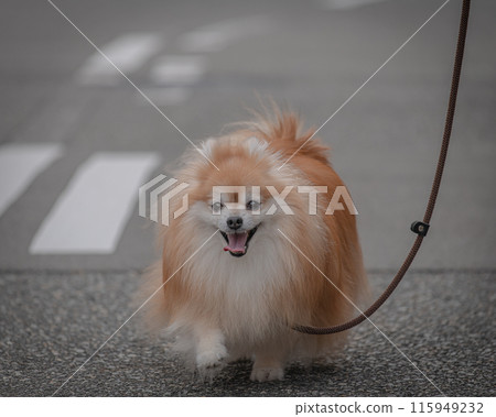 散步時遇見的一隻狗 115949232