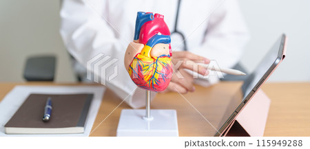 Doctor with human Heart anatomy model and tablet. Cardiovascular Diseases, Atherosclerosis, Hypertensive Heart, Valvular Heart, Aortopulmonary window, world Heart day and health concept 115949288