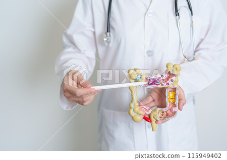 Doctor holding human Colon anatomy model. Colonic disease, Large Intestine, Colorectal cancer, Ulcerative colitis, Diverticulitis, Irritable bowel syndrome, Digestive system and Health concept Doctor holding human Colon anatomy model. Colonic disease, Large Intestine, Colorectal cancer, Ulcerative colitis, Diverticulitis, Irritable bowel syndrome, Digestive system and Health concept 115949402