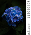 雨後的繡球花 115949498