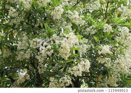 三五樹花/2023年6月 三五樹花/2023年6月 115949913