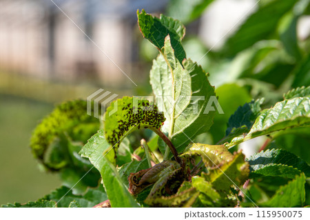 Many aphids on cherry tree leaves, pests in garden 115950075