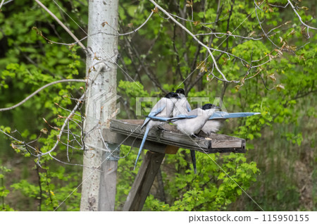Blue Magpies (Latin Cyanopica cyana), a zoogeographical phenomenon, on a wooden feeder in the forest in summer. Photo project - Birds of Eastern Siberia. Blue Magpies (Latin Cyanopica cyana), a zoogeographical phenomenon, on a wooden feeder in the forest in summer. Photo project - Birds of Eastern Siberia. 115950155