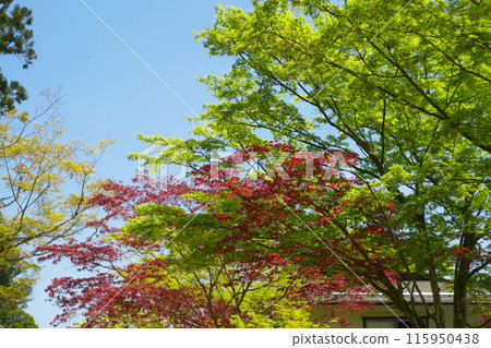 Beautiful scenery of trees on the Serpentine Path of Mount Koya, a World Heritage Site 115950438