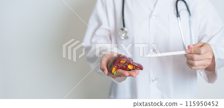 Doctor holding human Liver anatomy model. Liver cancer and Tumor, Jaundice, Viral Hepatitis A, B, C, D, E, Cirrhosis, Failure, Enlarged, Hepatic Encephalopathy, Ascites Fluid in Belly and health Doctor holding human Liver anatomy model. Liver cancer and Tumor, Jaundice, Viral Hepatitis A, B, C, D, E, Cirrhosis, Failure, Enlarged, Hepatic Encephalopathy, Ascites Fluid in Belly and health 115950452