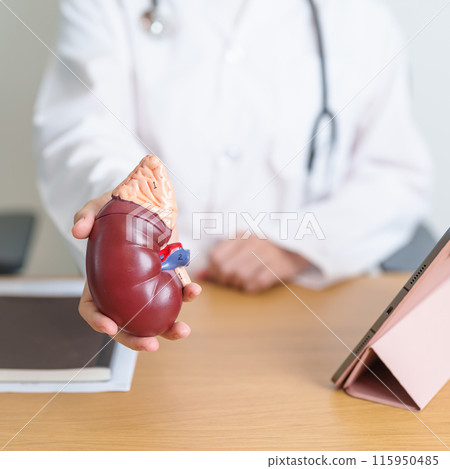 Doctor with Kidney Adrenal gland anatomy model and tablet. disease of Urinary system and Stones, Cancer, world kidney day, Chronic kidney, Urology, Nephritis, Renal, Transplant and health Doctor with Kidney Adrenal gland anatomy model and tablet. disease of Urinary system and Stones, Cancer, world kidney day, Chronic kidney, Urology, Nephritis, Renal, Transplant and health 115950485