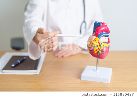 Doctor with human Heart anatomy model. Cardiovascular Diseases, Atherosclerosis, Hypertensive Heart, Valvular Heart, Aortopulmonary window, world Heart day and health concept Doctor with human Heart anatomy model. Cardiovascular Diseases, Atherosclerosis, Hypertensive Heart, Valvular Heart, Aortopulmonary window, world Heart day and health concept 115950487