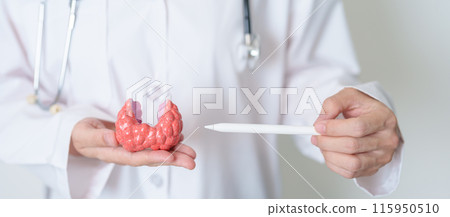 Doctor with human Thyroid anatomy model. Hyperthyroidism, Hypothyroidism, Hashimoto Thyroiditis, Thyroid Tumor and Cancer, Postpartum, Papillary Carcinoma and Health concept Doctor with human Thyroid anatomy model. Hyperthyroidism, Hypothyroidism, Hashimoto Thyroiditis, Thyroid Tumor and Cancer, Postpartum, Papillary Carcinoma and Health concept 115950510