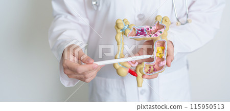 Doctor holding human Colon anatomy model. Colonic disease, Large Intestine, Colorectal cancer, Ulcerative colitis, Diverticulitis, Irritable bowel syndrome, Digestive system and Health concept Doctor holding human Colon anatomy model. Colonic disease, Large Intestine, Colorectal cancer, Ulcerative colitis, Diverticulitis, Irritable bowel syndrome, Digestive system and Health concept 115950513