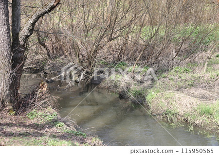 Early spring landscape with a small wild river, bare trees, reflections in the water Early spring landscape with a small wild river, bare trees, reflections in the water 115950565