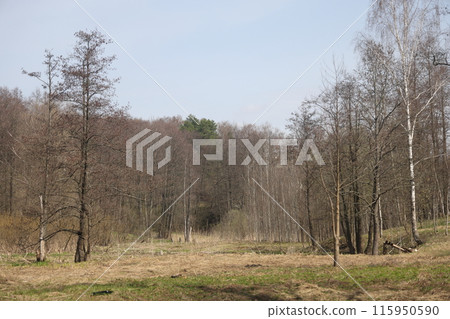 Early spring landscape with a small wild river, bare trees, reflections in the water Early spring landscape with a small wild river, bare trees, reflections in the water 115950590