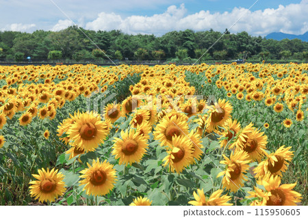 山中湖花宮湖公園的向日葵田 115950605
