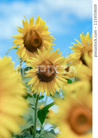 Lake Yamanaka Flower Park Sunflower Field Lake Yamanaka Flower Park Sunflower Field 115950609