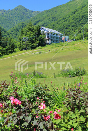Hakuba Goryu Ski Resort: Escar Garden in early summer 115950666
