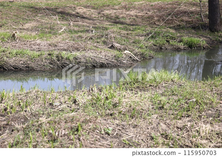 Early spring landscape with a small wild river, bare trees, reflections in the water, dry grass Early spring landscape with a small wild river, bare trees, reflections in the water, dry grass 115950703