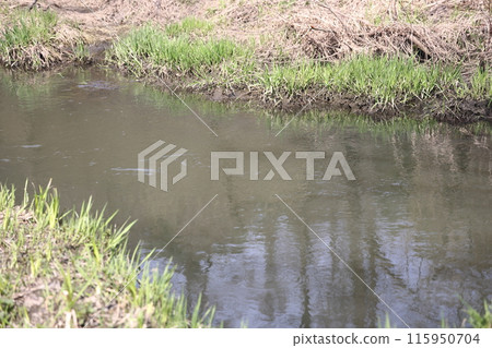 Early spring landscape with a small wild river, bare trees, reflections in the water, dry grass Early spring landscape with a small wild river, bare trees, reflections in the water, dry grass 115950704