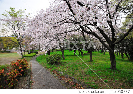 Cherry blossoms at Hirachi Park 115950727