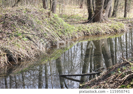Early spring landscape with a small wild river, bare trees, reflections in the water, dry grass  115950741