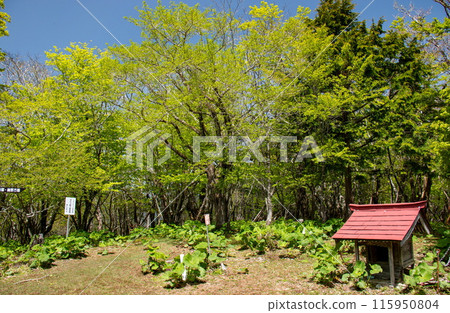 Doshi Mountain Range - Fresh greenery on Mt. Goseitai - Mountain trail scenery Doshi Mountain Range - Fresh greenery on Mt. Goseitai - Mountain trail scenery 115950804