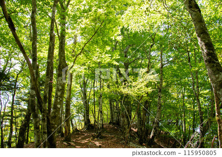 Doshi Mountain Range - Fresh greenery on Mt. Goseitai - Mountain trail scenery Doshi Mountain Range - Fresh greenery on Mt. Goseitai - Mountain trail scenery 115950805