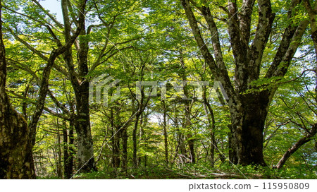 Doshi Mountain Range - Fresh greenery on Mt. Goseitai - Mountain trail scenery 115950809