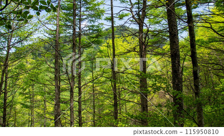 多志山地塊、綠意盎然的五佐山、山路風景 多志山地塊、綠意盎然的五佐山、山路風景 115950810