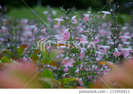 花園 花園 115950811