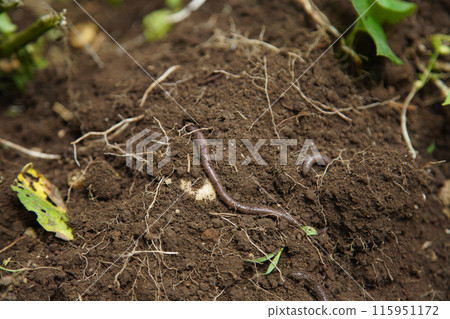 Earthworm crawling on the soil Earthworm crawling on the soil 115951172