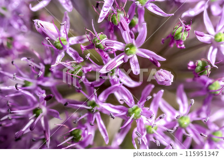 Blooming pink allium aflatunense on a black background 115951347