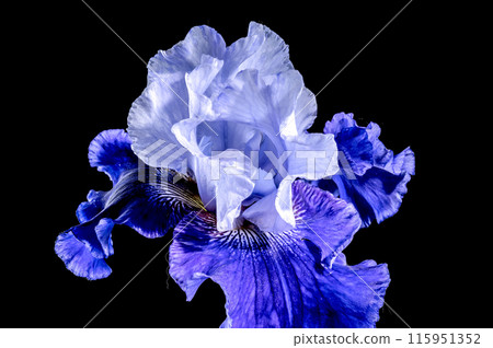 Blooming blue iris Mariposa Skies on a black background Blooming blue iris Mariposa Skies on a black background 115951352