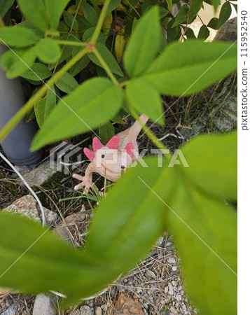 Axolotl Axolotl looking at you 115952540