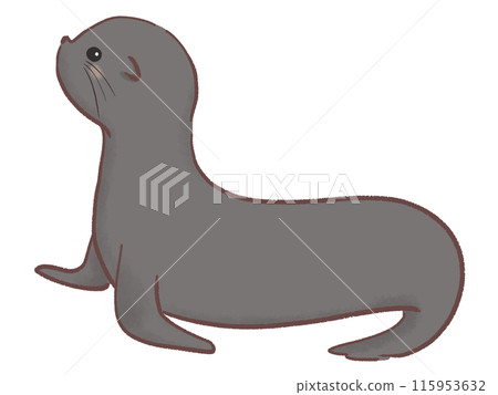 可愛的海獅圖 115953632